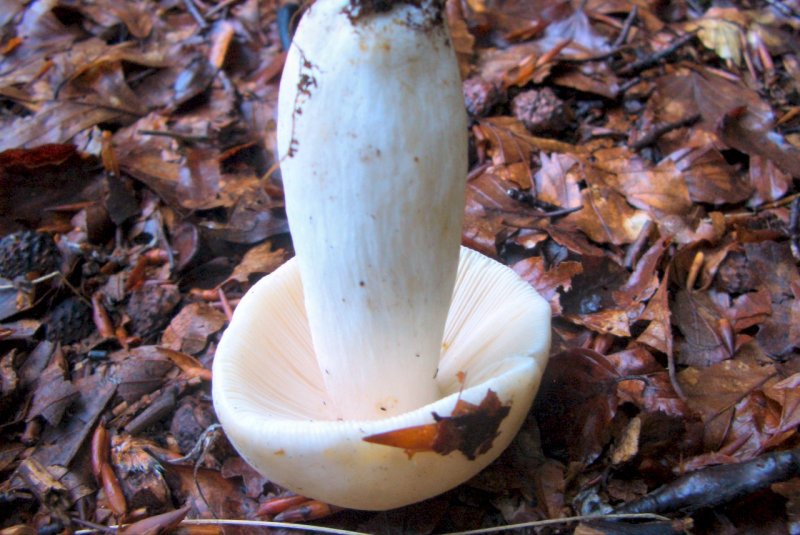 Russula di faggeta
